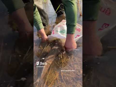 سمك قراميط صيد ممتع من أجمل الرحلات فيديوهات