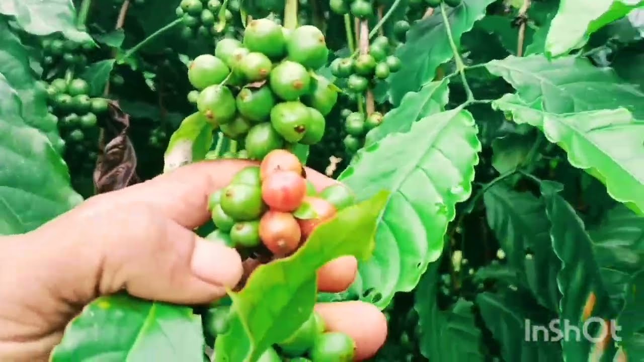 ปลุกพืช2อย่าง#อยู่ด้วยกันใด้