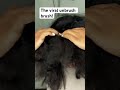 The viral unbrush https://amzn.to/3vpem5i demo on my natural hair #naturalhair #type4hair #4chair