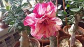 Elen S Adenium pluS