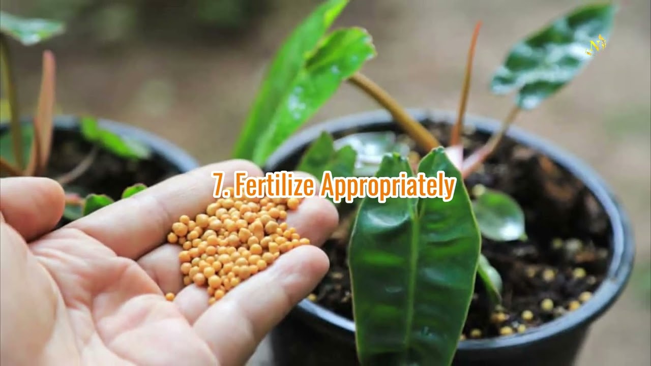 14 Professional Methods to Fix Leggy Philodendrons Before Spring Arrives.