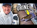 Get rid of RAT URINE SMELL...in under 3 minutes!