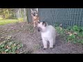 Grey fox meets kitten