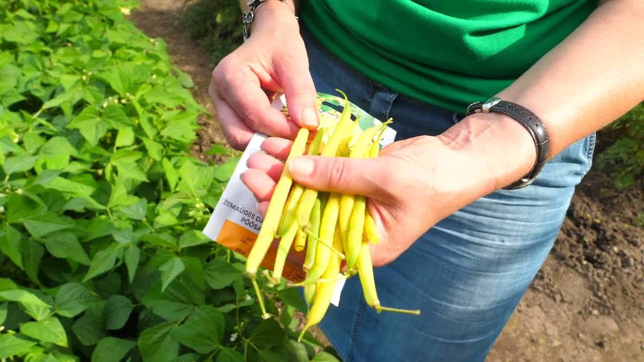 Kaip užsiauginti ankštinių daržovių? I Bandymų stotis