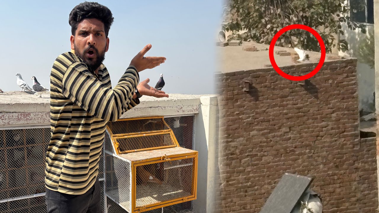 Kisi KY bhot chalak  kabutar utar Liye 😱😱