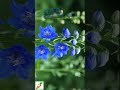 啵啵頭BOBOTO: #飛燕草 #Delphinium #縮時攝影 #TimeLapse #花開 #微距攝影 #藍色花卉 #療癒影片 #園藝美學