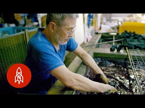 Video: Indigo Cutting Propagation: Hvordan man formerer indigo fra stiklinger