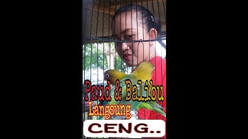Pancingan Lovebird PAUD & BALIBU Biar Rajin Bunyi
