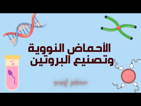 فيديو: لماذا الحمض النووي مهم لتخليق البروتين؟