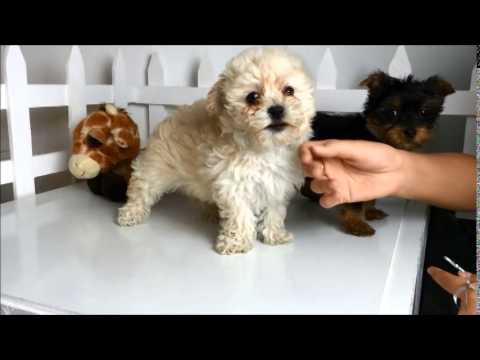 havanese yorkie poodle mix