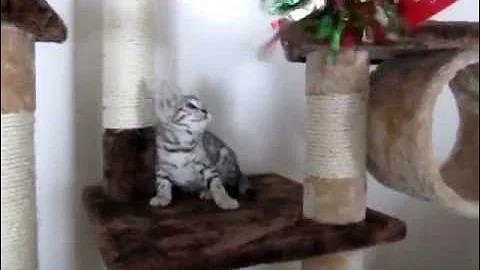Video 9259901: silver bengal kitten, female bengal kitten