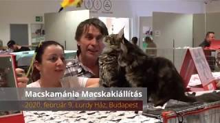 Macskamánia macskakiállítás a Lurdy Házban 2020 február - YouTube