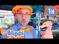 Blippi Learns About Sea Animals! | 1 HOUR BEST OF BLIPPI | Educational Videos for Kids | Blippi Toys