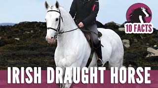 10 Fascinating Facts About The Irish Draught Horse