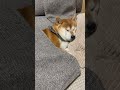 いびきかいちゃう柴犬　#柴犬 #愛犬