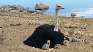 عالم الحيوانات: طائر النعامة (أكبر طائر على الارض)