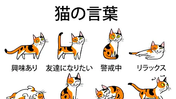 猫が懐いてる人にする行動 Mp3