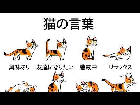 飼い猫の気持ちがもっとよく分かるようになる５つのヒント