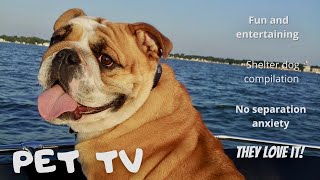 8,5 hours relaxing PET TV with soothing music  shelter dogs  nature