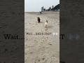 Tiny Girl vs Big Boy… Who’s Faster? 🐶💨 #short #toypoodle #speedchallenge