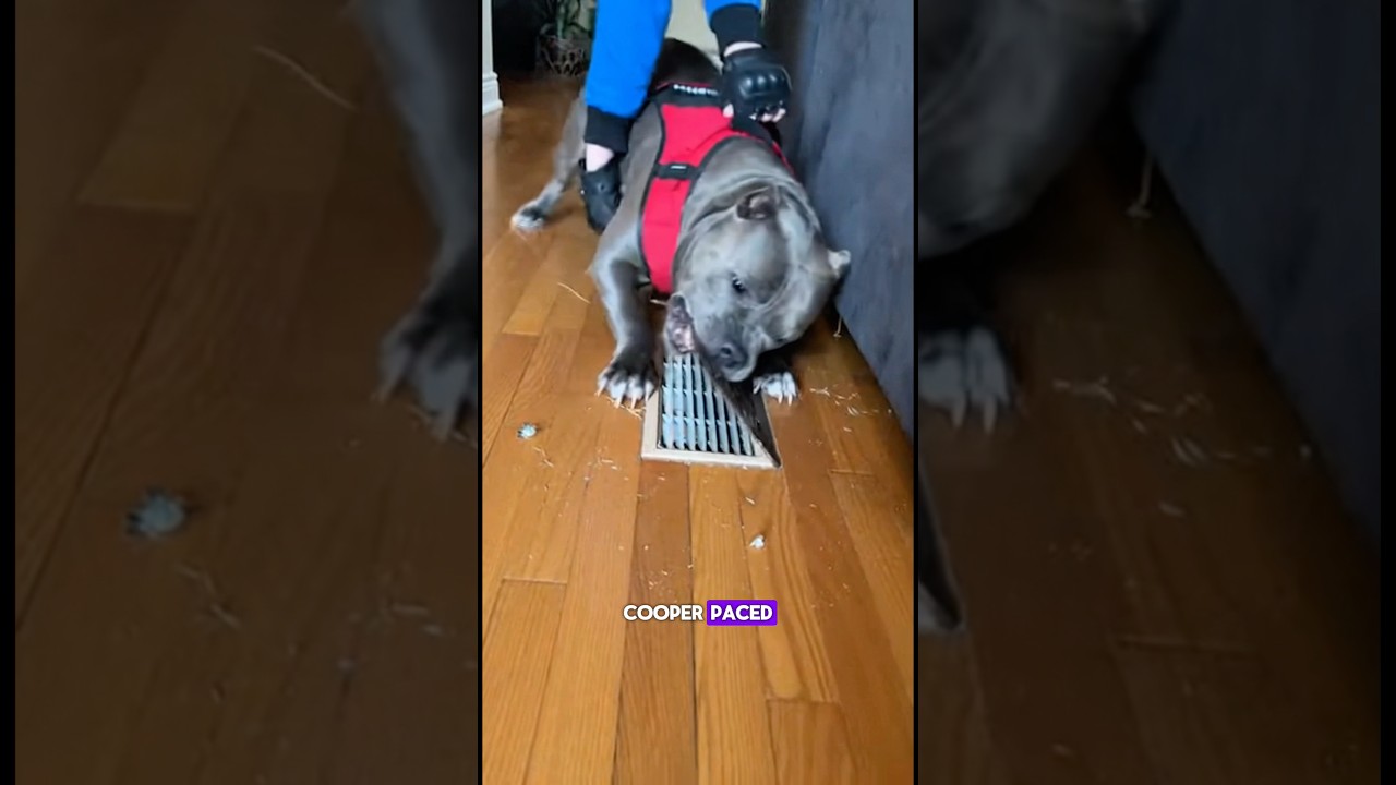 Собака разорвала вентиляционное отверстие… Секрет раскрыт ‼️🚨