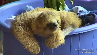 Close up view of beautiful baby sloth Nara  recorded 08/15/23 via Explore.org