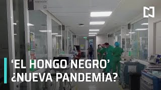 ’El hongo negro’, ¿la nueva pandemia, la paparrucha del día - Punto y Contrapunto