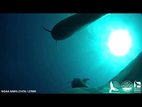 Tagged Short-Finned Pilot Whale Films Other Whales in Its Pod
