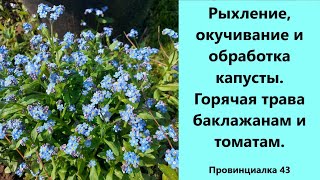 Рыхление, окучивание и обработка капусты. Горячая трава  баклажанам и томатам.