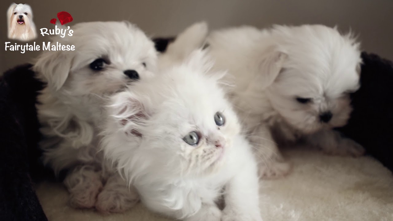 maltese kitten