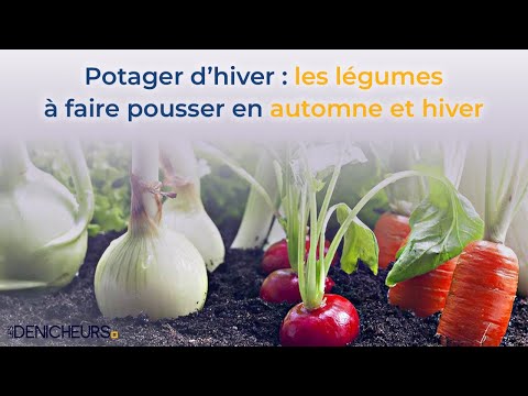 Vidéo: Jardinage en conteneurs par temps froid - Jardinage en conteneurs en hiver et en automne