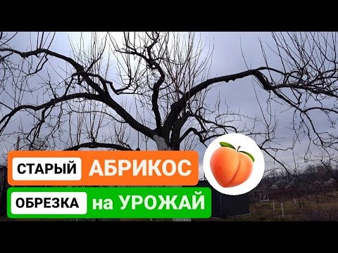 СТАРЫЙ АБРИКОС ОБРЕЗАЕМ НА УРОЖАЙ