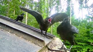 Young Crow Screams and Annoys his Parents Until he Gets Food