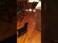 Rottweiler puppy shenanigans!!