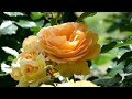 薔薇　和歌山県植物公園緑花センター2018 の動画、YouTube動画。