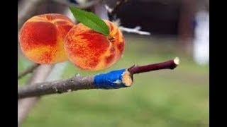 Можно ли привить на абрикос персик?
