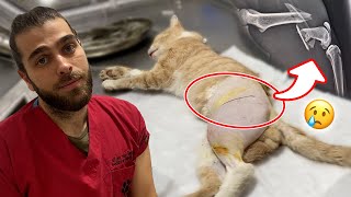 Bone Shattered! ( Immediate Cat Surgery! )