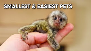 Small Pets That Are Easy To Take Care Of | Easiest Pets To Take Care Of