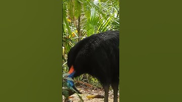 Black birds shorts video #shortvideo #birdwatching #wildlife #shorts #birds #bird #short #birdwatch