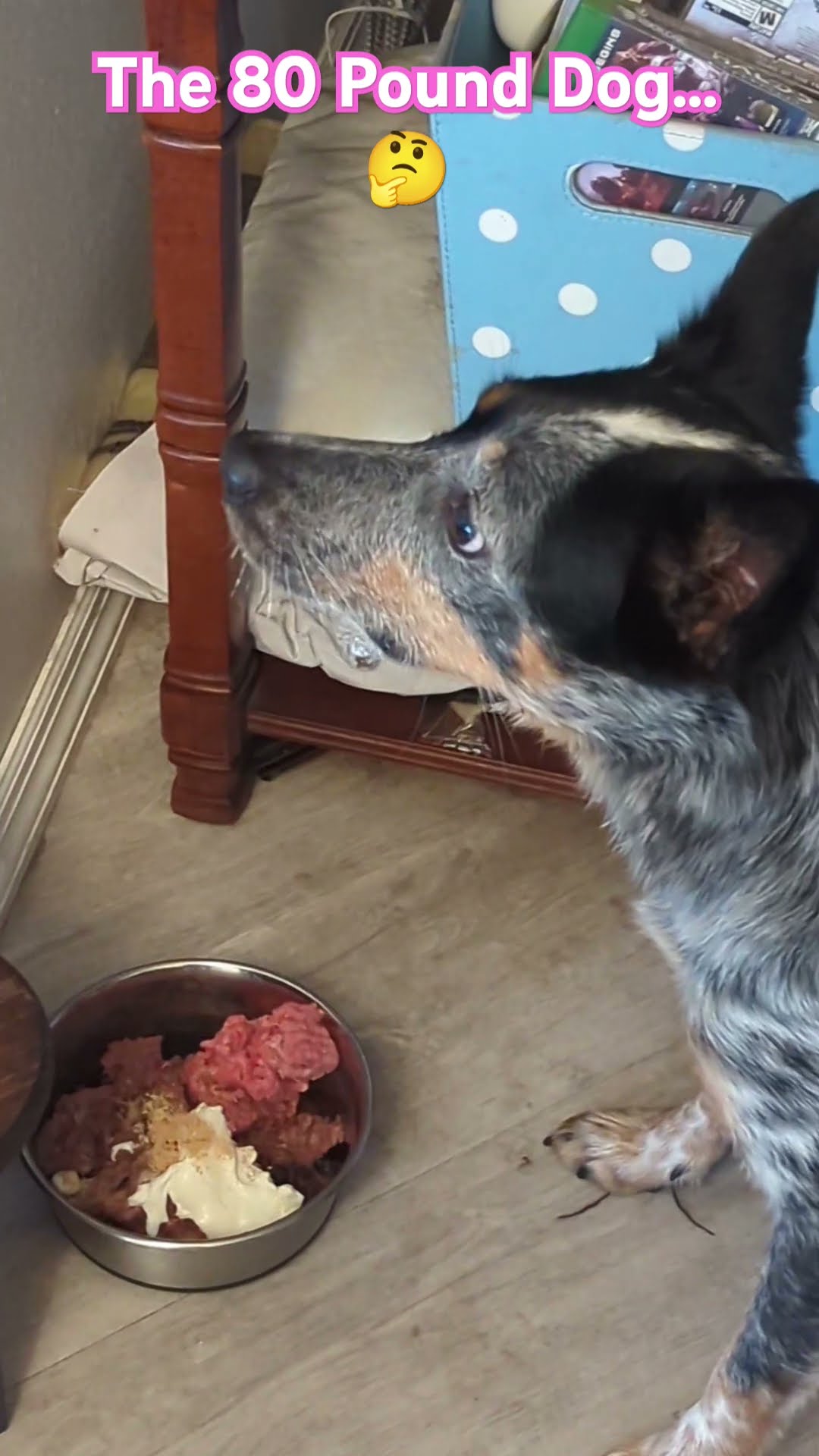 Got Meat dogshorts rawfood rawfed rawdogfood YouTube Got Meat dogshorts rawfood rawfed rawdogfood YouTube