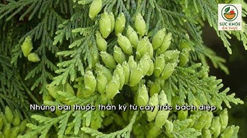 🌿 Những Bài Thuốc Thần Kỳ Từ Cây Trắc Bách Diệp | Dược Liệu Quý Trong Đông Y Việt Nam