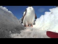 Penguins are walking in Antarctica