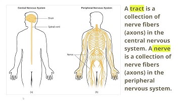 BPCC-102 UNIT-1 PART-3 INTRODUCTION TO BIOPSYCHOLOGY AANCHAL TYAGI [IGNOU BAPCH]