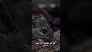 Mitos ¡A los Ratones les encanta el queso!