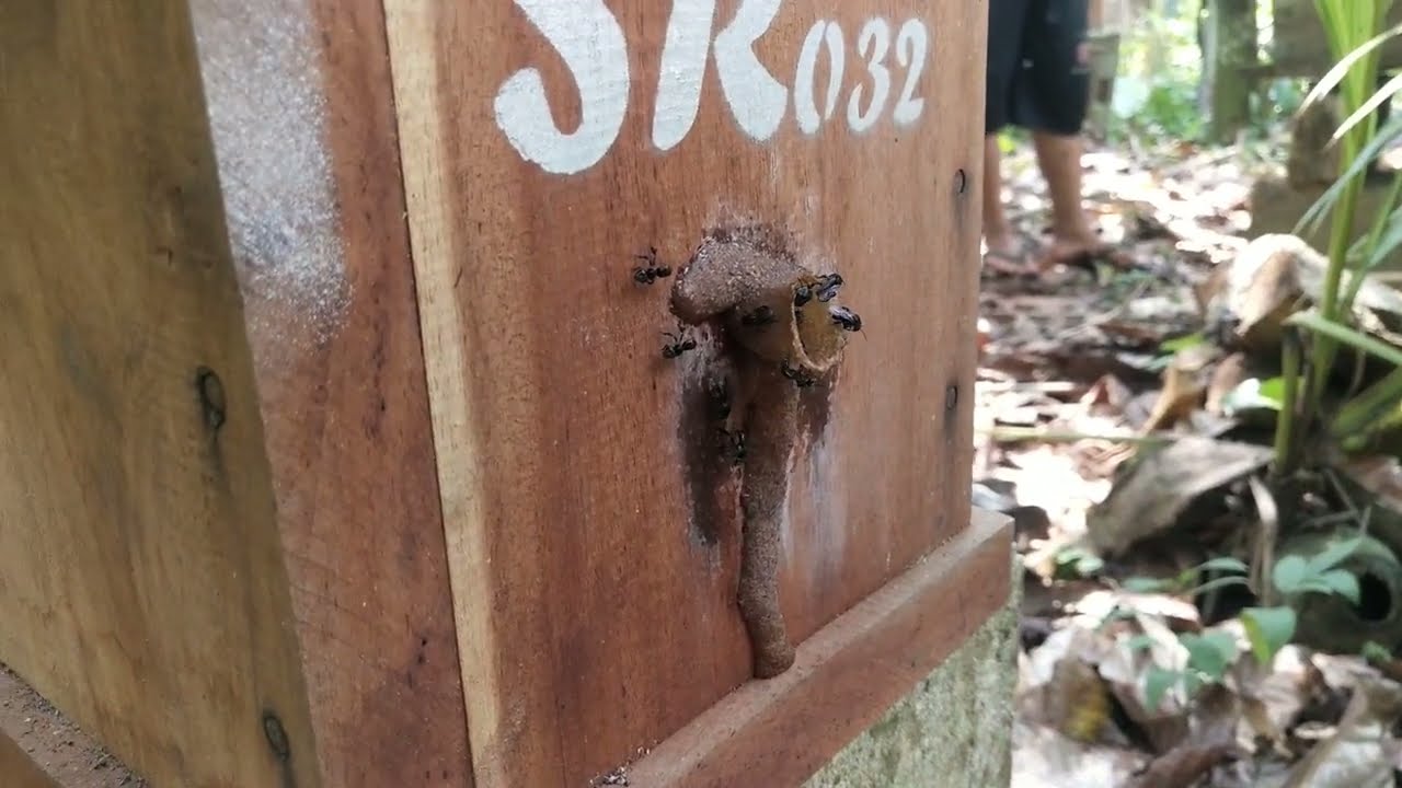 cek perkembangan pecah koloni umur 25 hari