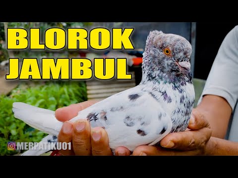 REVIEW MERPATI BLOROK JAMBUL