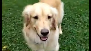 Paying with Golden Retriever Dog!  Very friendly and active doggy! Love it! by Relaxing Videos for Cats, Dogs, and People. 48 views 10 months ago 19 seconds