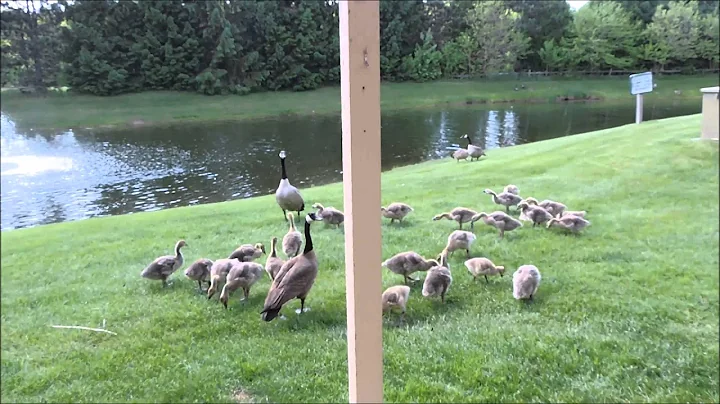 Even baby geese stand up for their parents