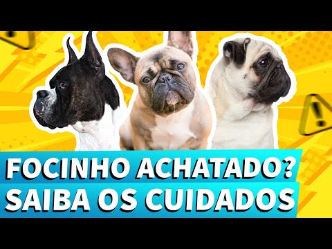 Vídeo: 4 Considerações Sobre Cuidados De Saúde Para Cães Com Cara Achatada