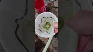 Make Bubble Hash from fresh frozen flowers